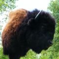 Bison side view Bison side view